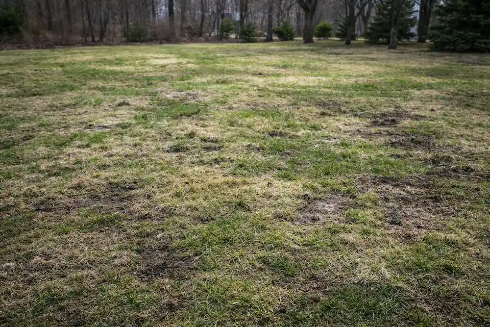 west-michigan-lawn-winter-damage-spring-recovery Patchy lawn with winter damage in early spring in West Michigan