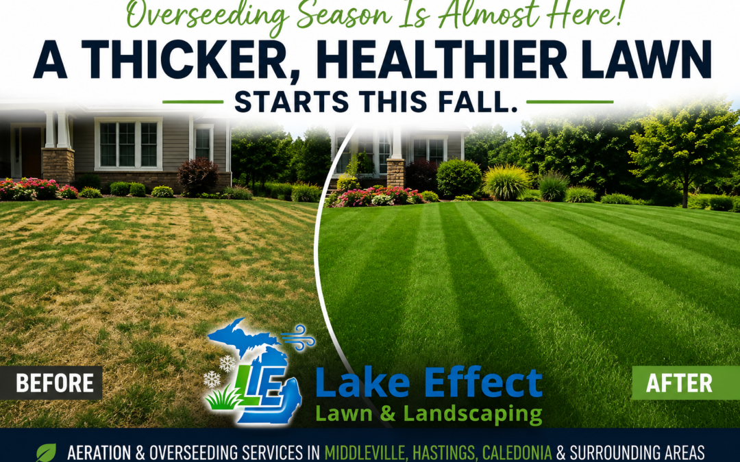 Before and after lawn aeration and overseeding results in West Michigan showing thin turf transformed into a thick, healthy green lawn